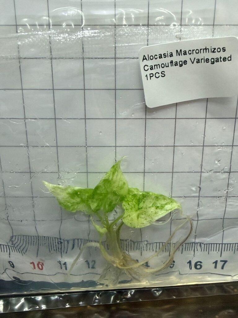 alocasia macrorrhizos camouflage variegated