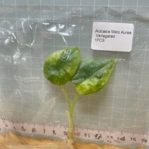 alocasia melo aurea variegated