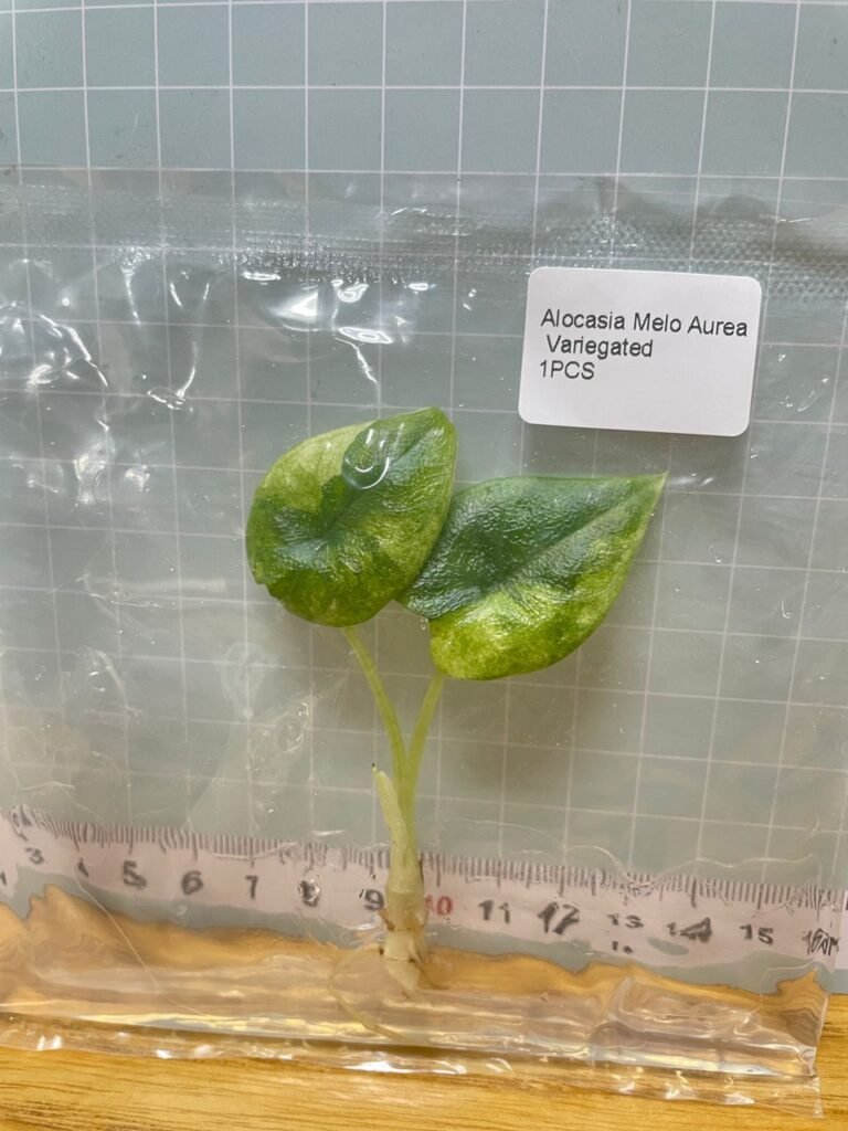 alocasia melo aurea variegated