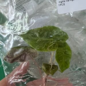 alocasia nairobi nights variegated