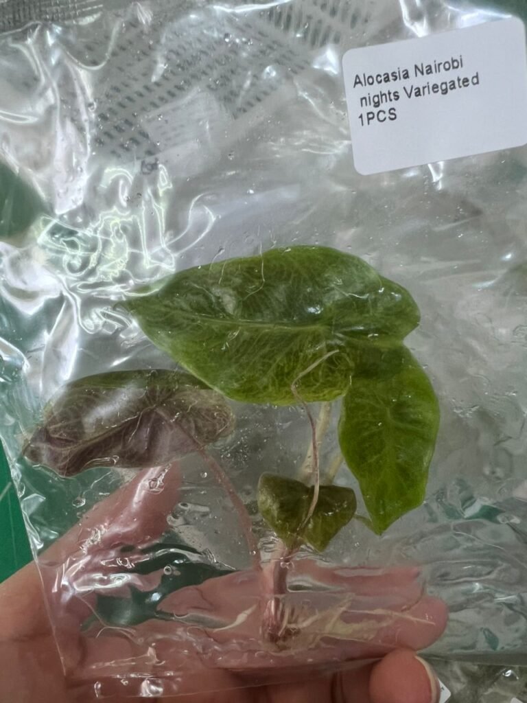 alocasia nairobi nights variegated