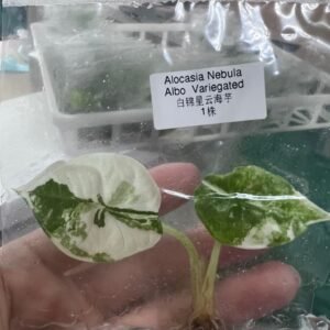 alocasia nebula albo variegated