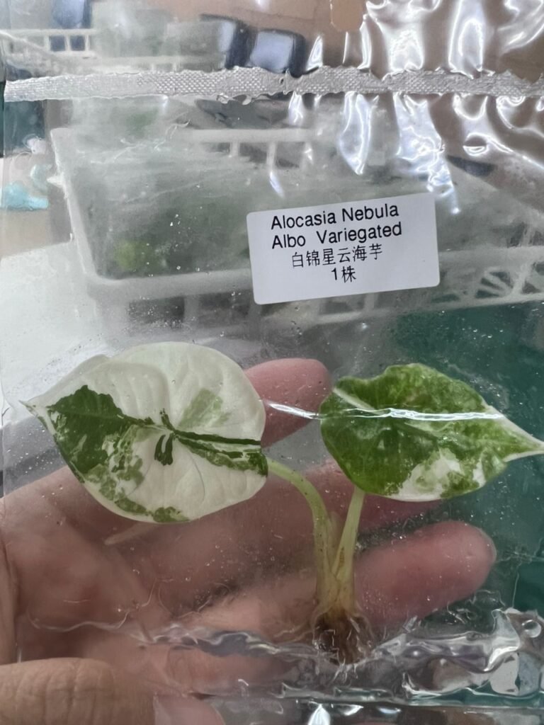 alocasia nebula albo variegated