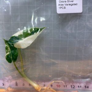 alocasia odora silver albo variegated