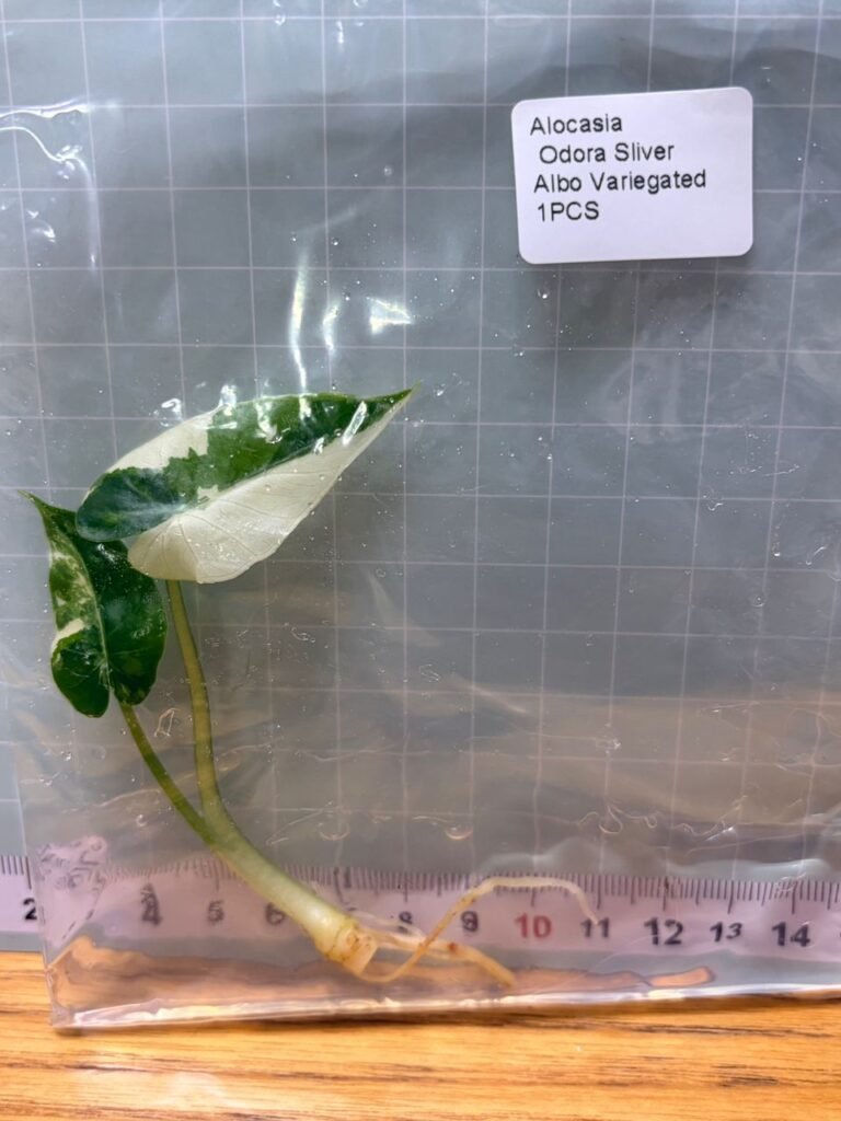 alocasia odora silver albo variegated