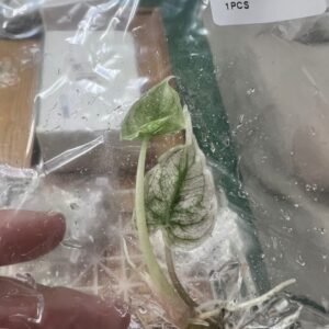 alocasia pink dragon mint variegated