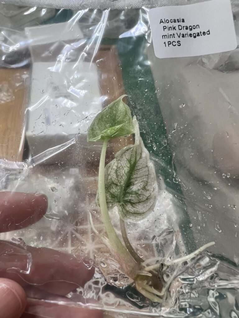 alocasia pink dragon mint variegated