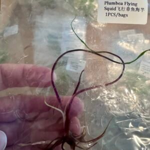 alocasia plumbea flying squid