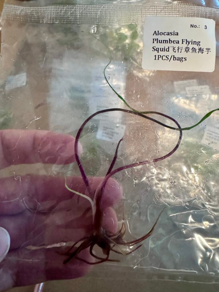 alocasia plumbea flying squid
