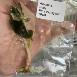 alocasia polly pink variegated