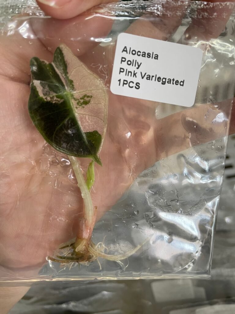 alocasia polly pink variegated