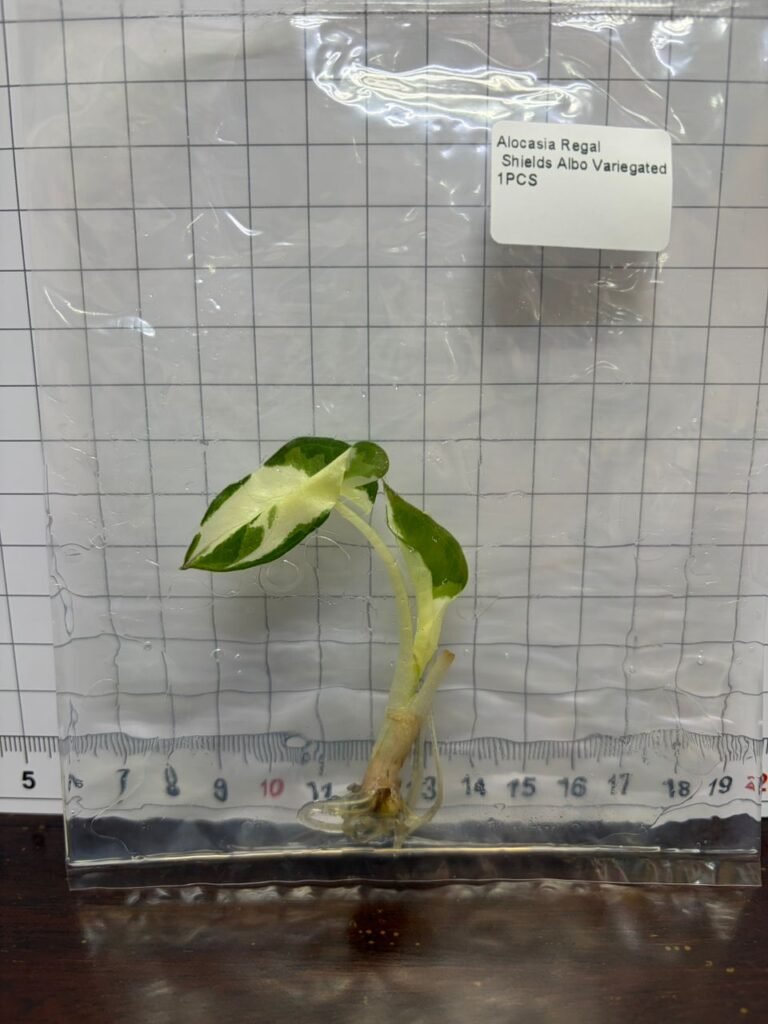 alocasia regal shields albo variegated