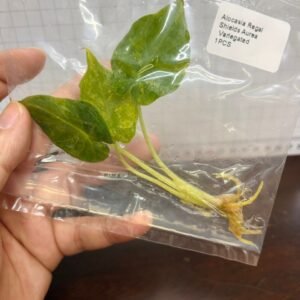 alocasia regal shields aurea variegated