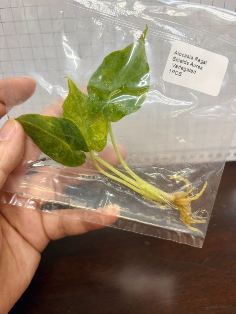 alocasia regal shields aurea variegated