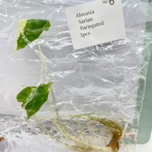 alocasia sarian variegated