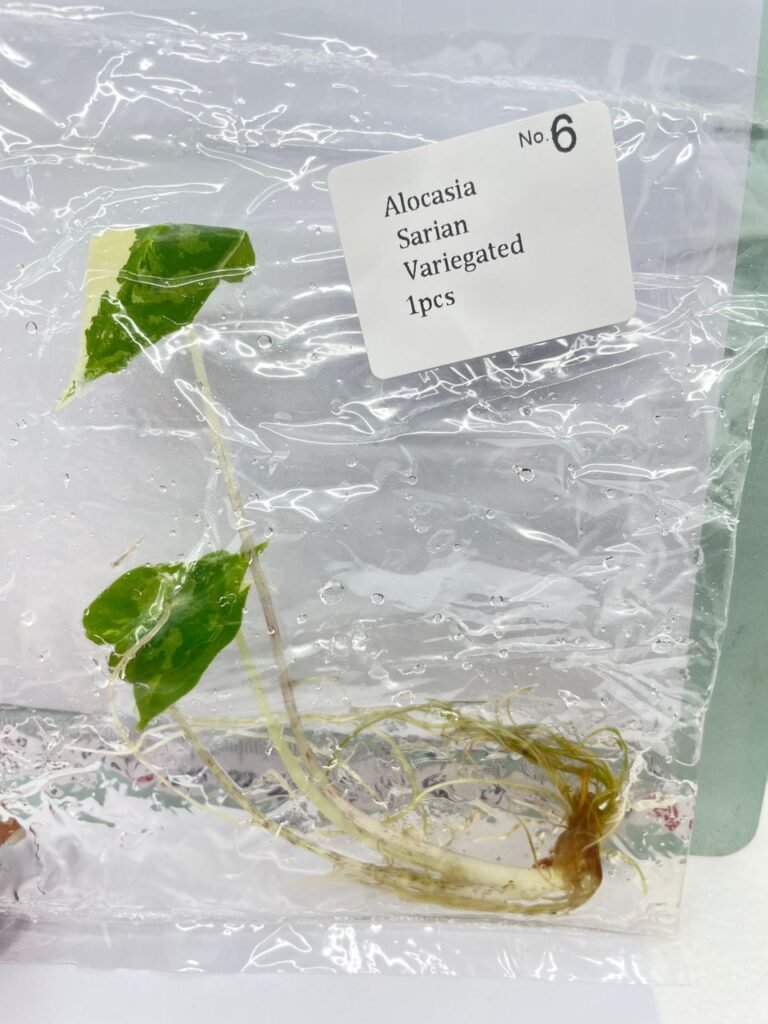 alocasia sarian variegated