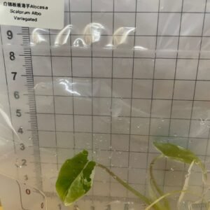 alocasia scalprum albo variegated