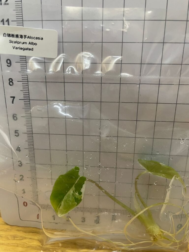 alocasia scalprum albo variegated