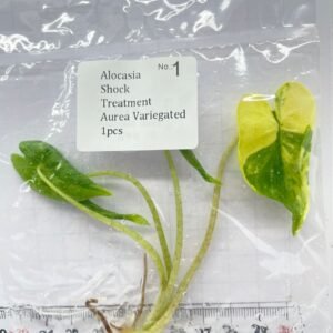 alocasia shock treatment aurea variegated