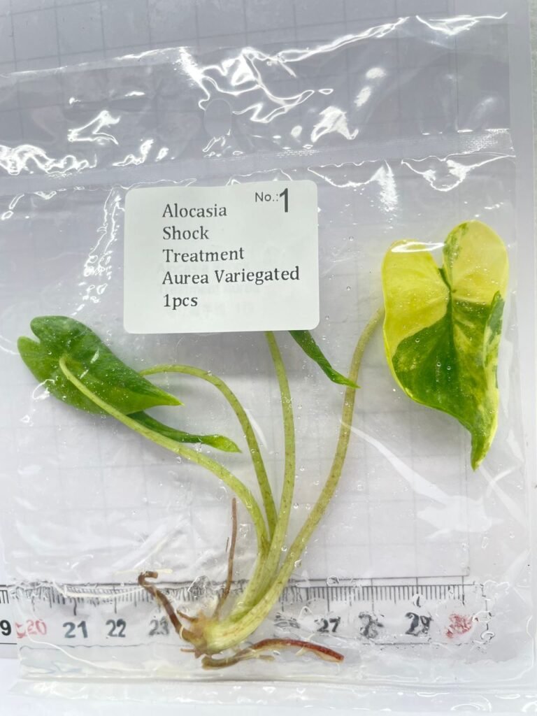 alocasia shock treatment aurea variegated