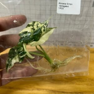 alocasia simpo variegated