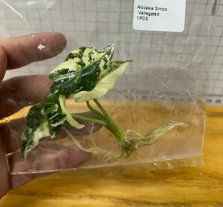alocasia simpo variegated