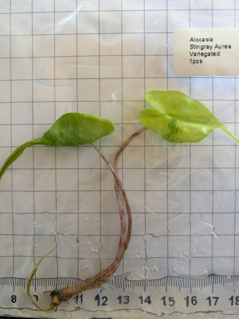 alocasia stingray aurea variegated