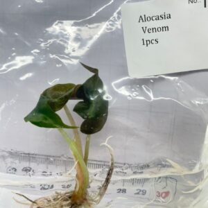 alocasia venom