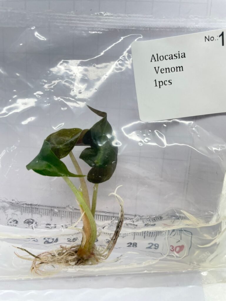 alocasia venom