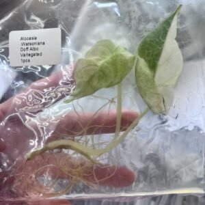 alocasia watsoniana doff albo variegated