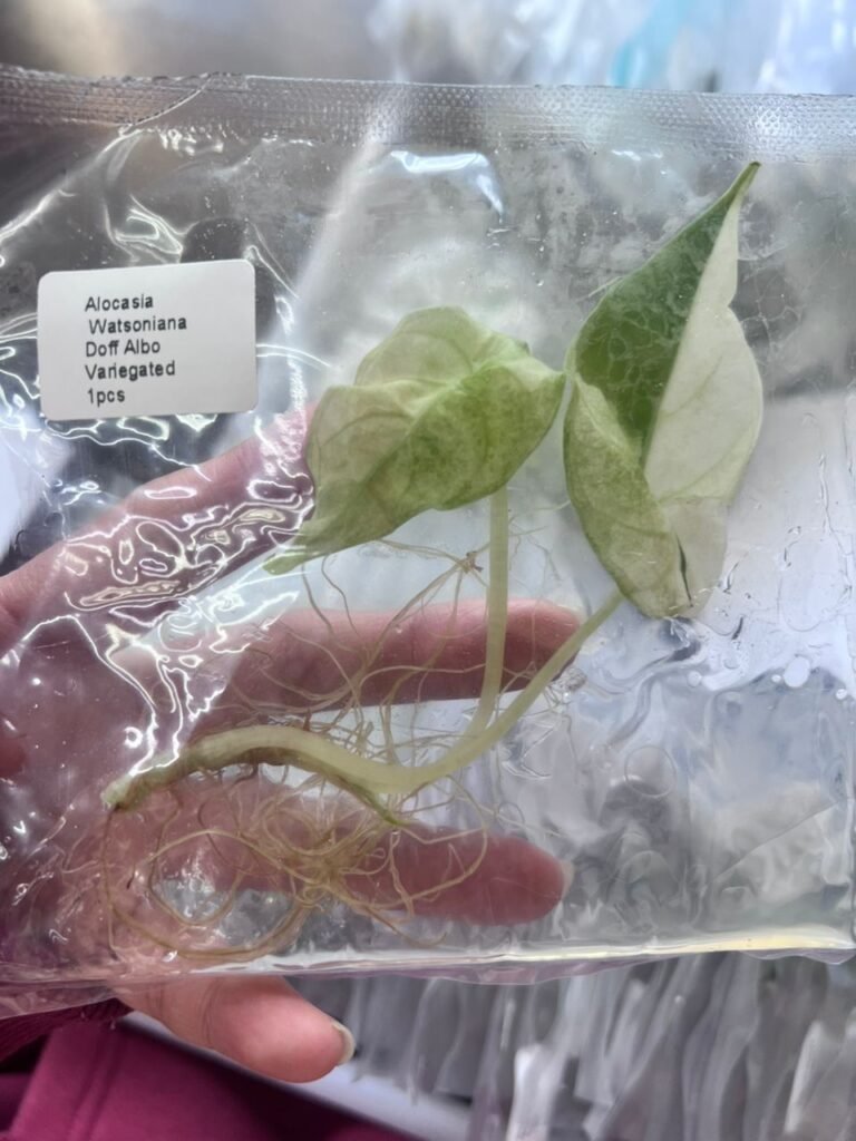 alocasia watsoniana doff albo variegated