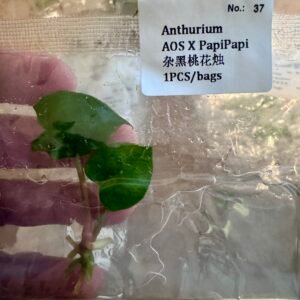 anthurium aos x papipapi