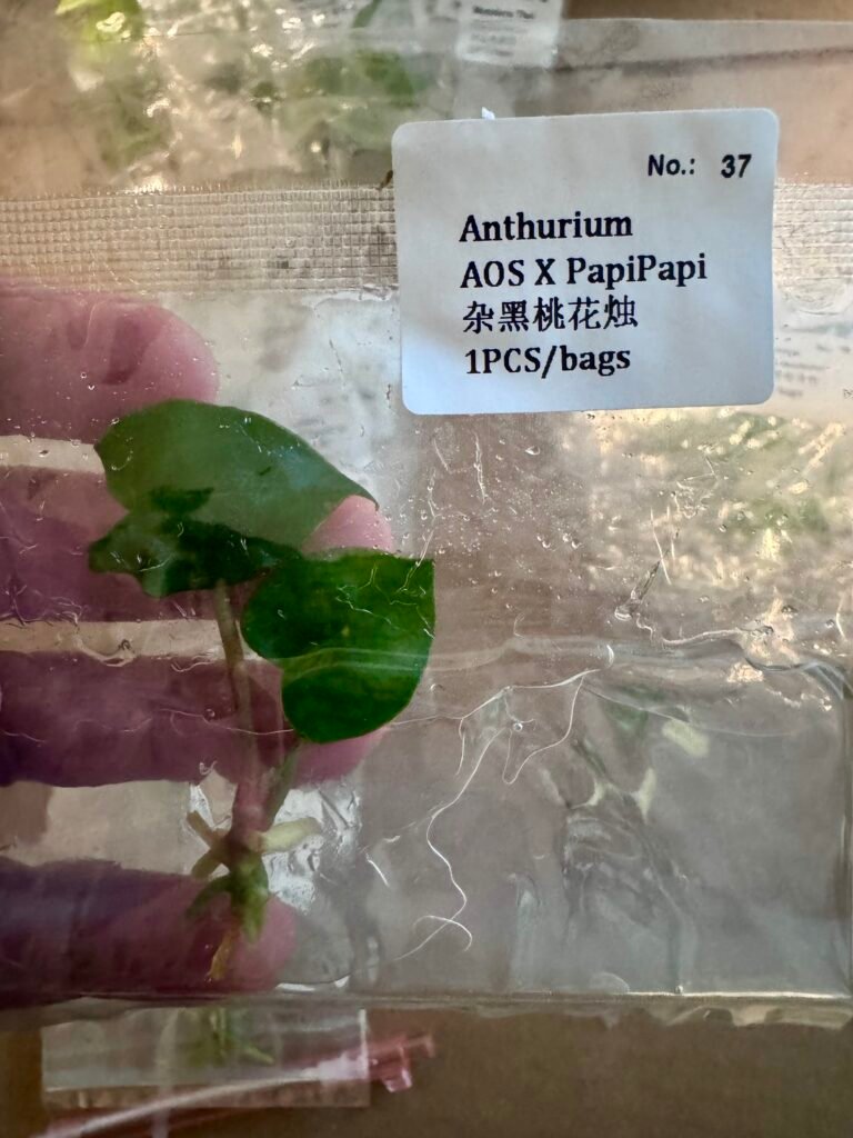 anthurium aos x papipapi