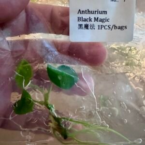 anthurium black magic
