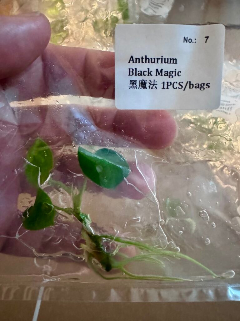 anthurium black magic