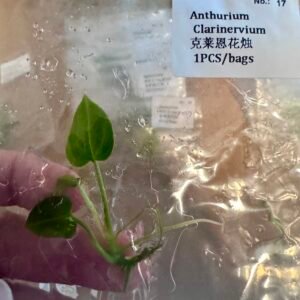 anthurium clarinervium