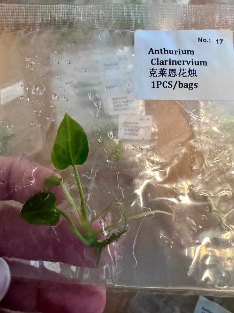 anthurium clarinervium