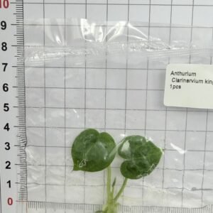 anthurium clarinervium king