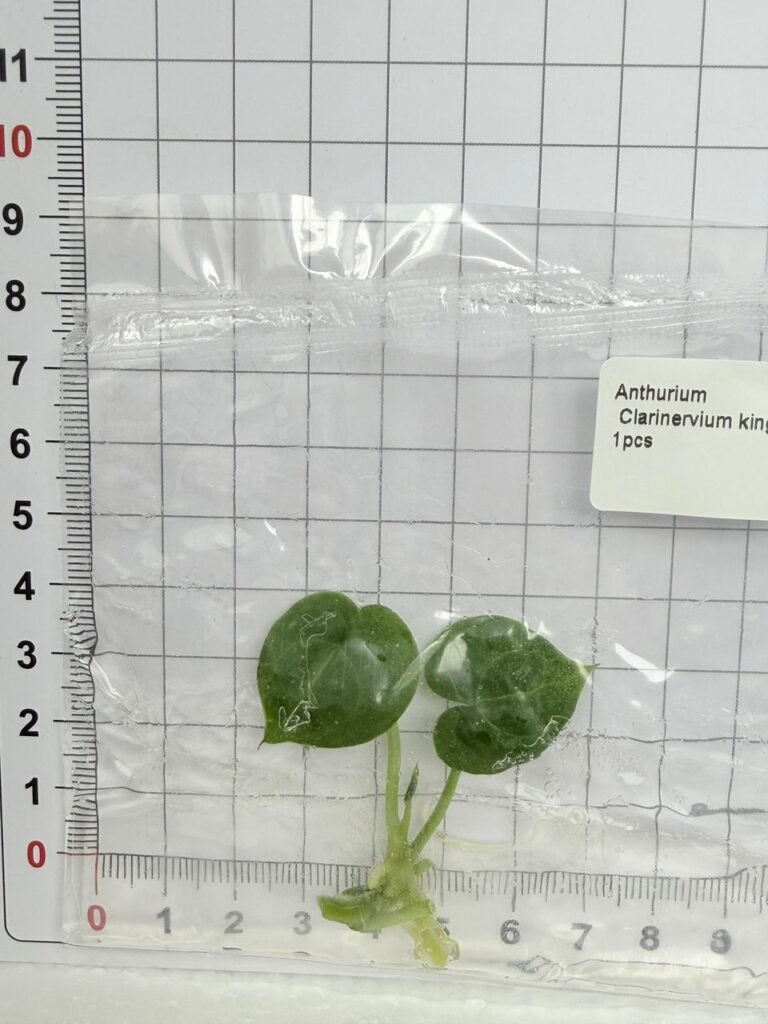 anthurium clarinervium king