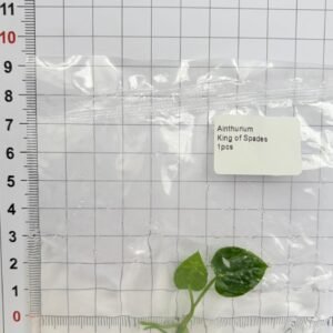 anthurium king of spades