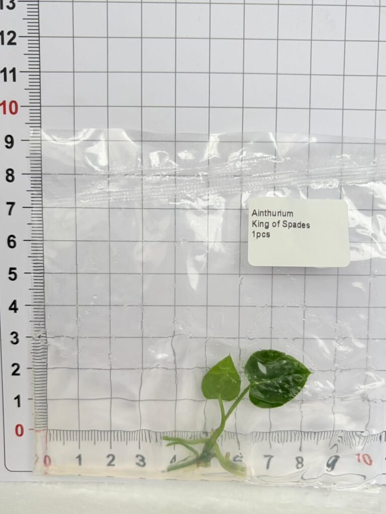 anthurium king of spades