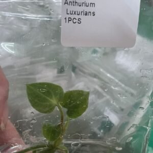 anthurium luxurians