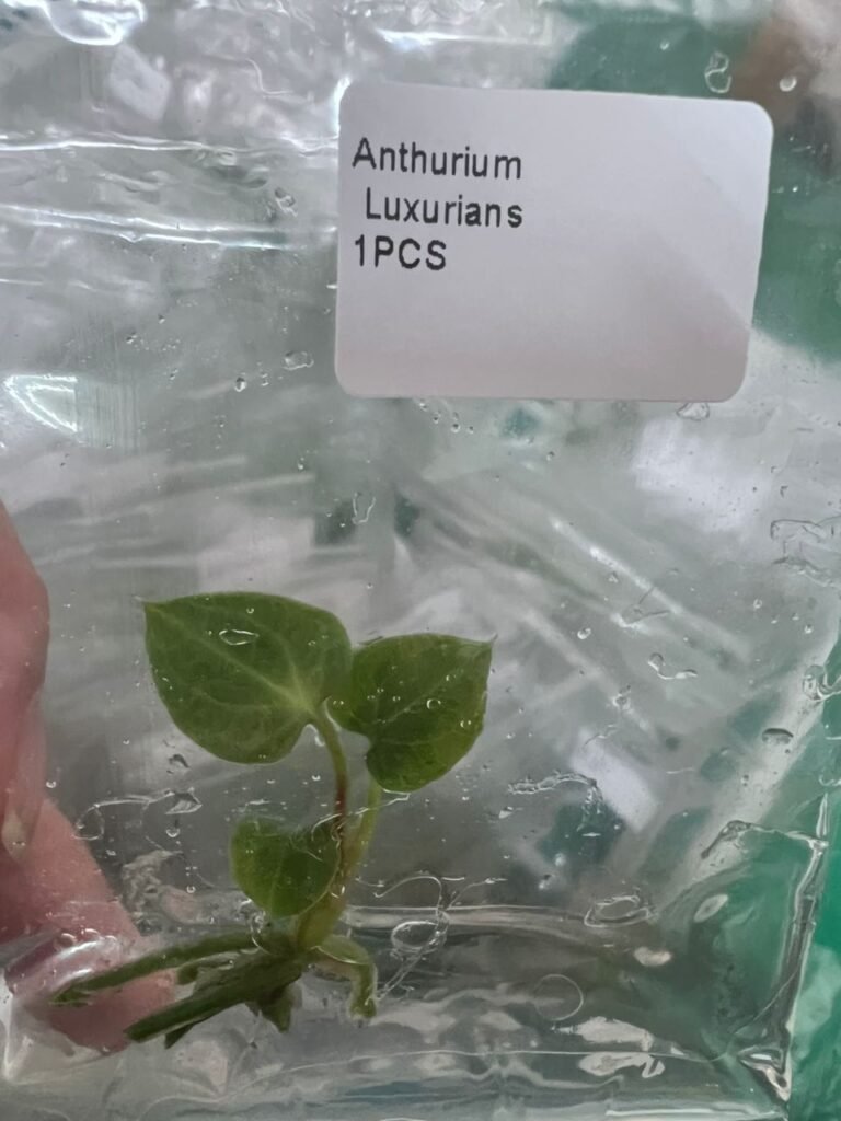 anthurium luxurians