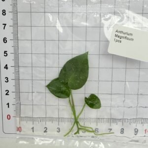 anthurium magnificum