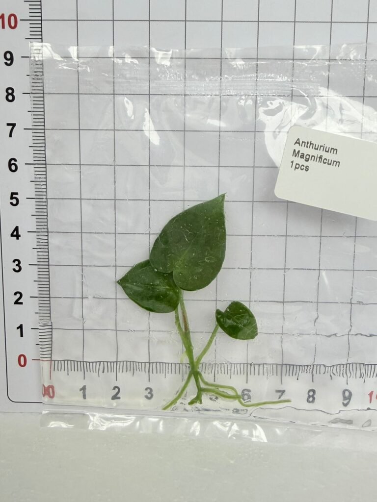 anthurium magnificum