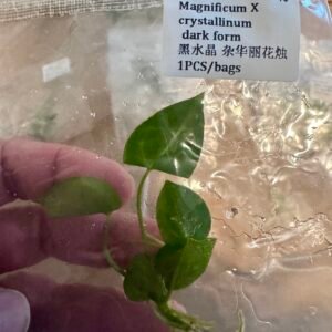 anthurium magnificum x crystallinum dark form
