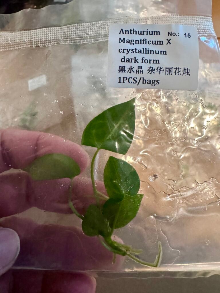 anthurium magnificum x crystallinum dark form