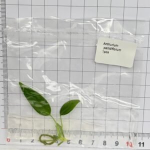 anthurium pallidiflorum