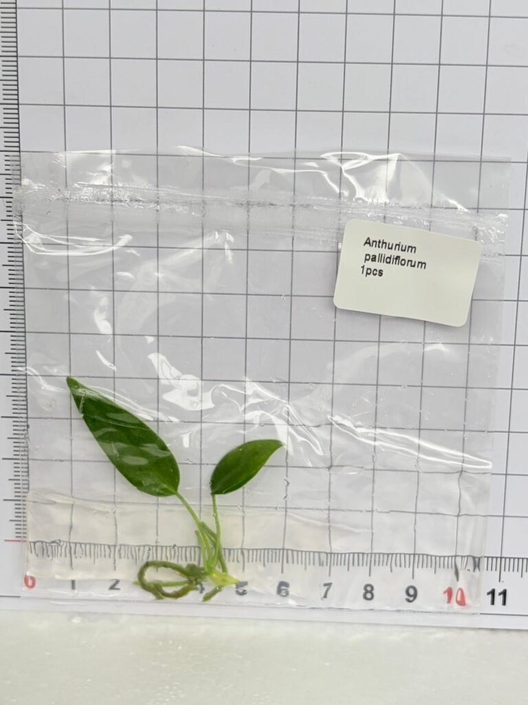anthurium pallidiflorum