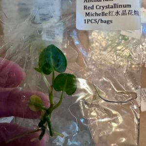 anthurium red crystallinum michelle